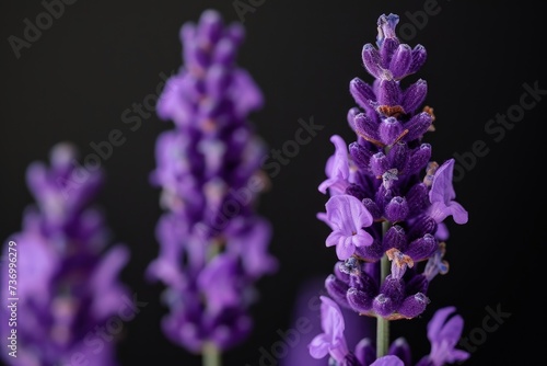 Close up of lavender flowers  Soft focus on black background