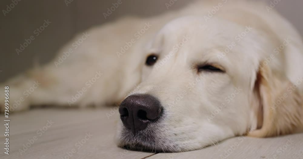 Portrait of a cute golden retriever lying on the floor Portrait of a cute golden retriever lying on the floor