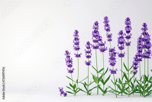 lavender flower isolated on white