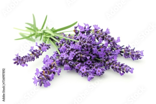 Isolated lavender flowers on white background.
