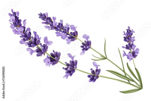 Lavender flowers isolated on white background