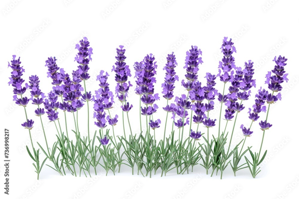 Obraz premium Lavender flowers isolated on white background