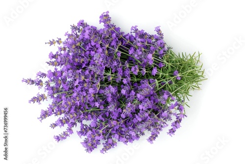 Purple lavender flowers on white background.