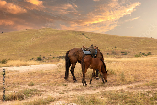 A saddled horse with a foal stands against the backdrop of a mountain landscape and a sunset. © Iryna