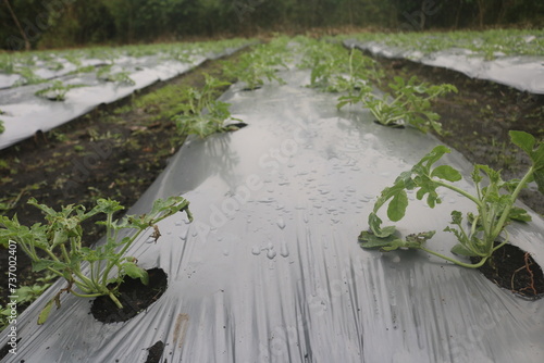 Wallpaper Mural Watermelon plants (Watermelon Fruit; Citrullus lanatus) are climbing plants. Watermelon is widely developed in the moist soil of South Sumatra Torontodigital.ca