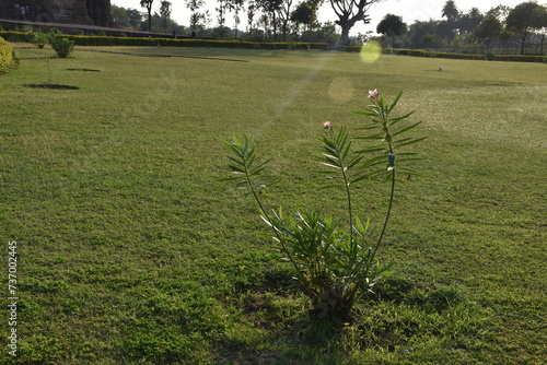 This is photo of nature environment at Dulhadev temple, Khajuraho temple in India photo