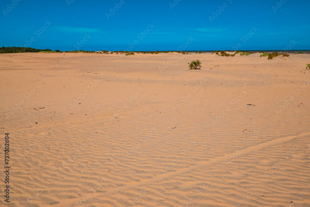 View of Mangrove trees growing on the sand dunes of Mambrui Sand dunes in Mambrui Beach in Malindi, Kenya View of Mangrove trees growing on the sand dunes of Mambrui Sand dunes in Mambrui Beach in Malindi, Kenya