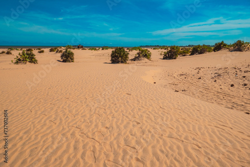 View of Mangrove trees growing on the sand dunes of Mambrui Sand dunes in Mambrui Beach in Malindi, Kenya  photo