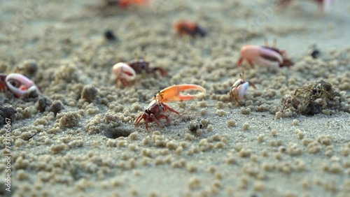 Group of male fiddler crabs, austruca annulipes waving their asymmetric claws, performing courtship dance around their burrow during low tide period, close up shot of marine wildlife.