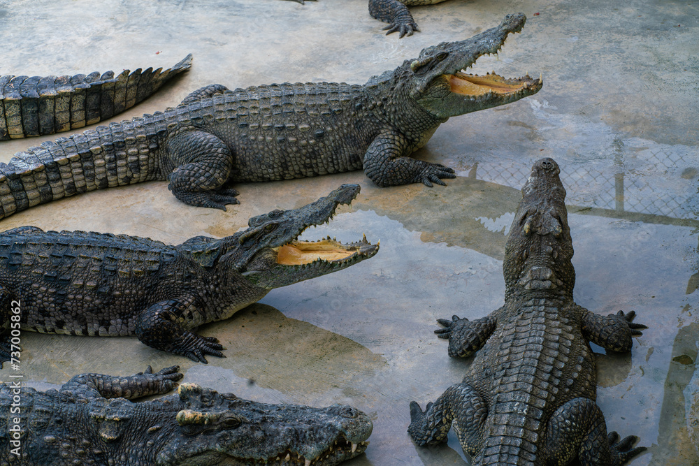 Asian crocodile feeding meat sleep in outdoor farm Asian crocodile feeding meat sleep in outdoor farm