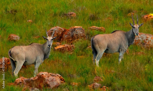 A pair of Common Eland bulls ((Taurotragus oryx), Kraalkop Nature Reserve near Carletonville, North West. photo