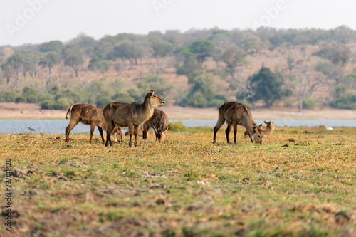 View of the Waterbucks at Chobe National Park in Botswana © 안구정화