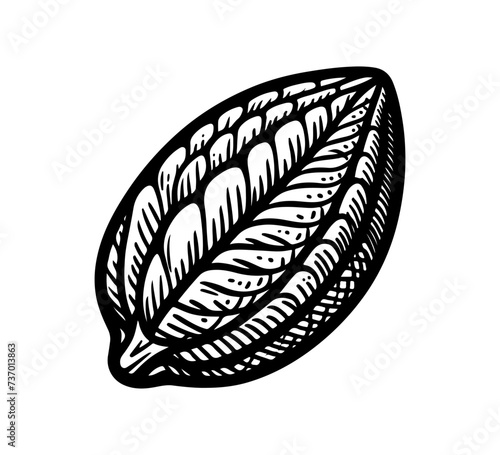 cacao hand drawn vector illustration cocoa bean