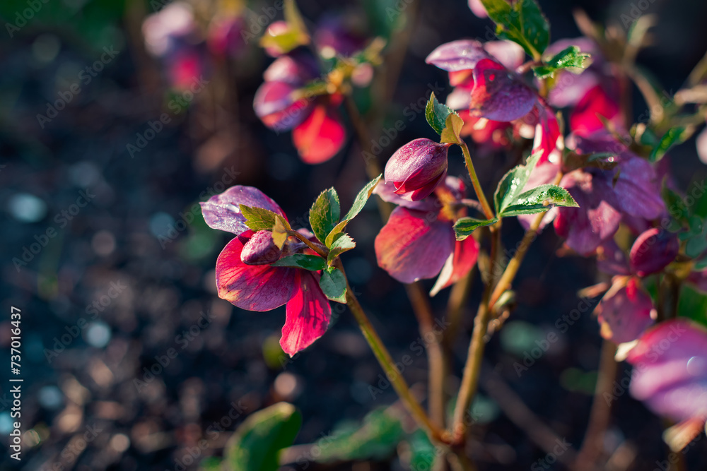 Fototapeta premium Helleborus Frostkkiss Pippa’s Purple flowering during February in the garden. End of the winter time and beginning of spring. Winter plants.
