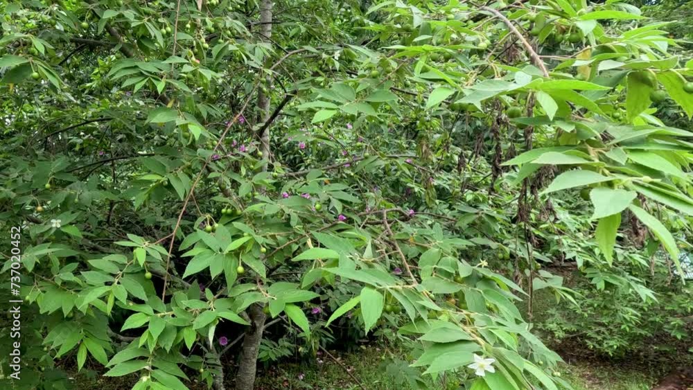 Hidden Animal in Dense Foliage