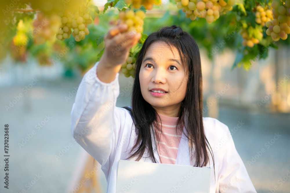 vineyard and ripe grapes- Researcher working in vineyard , research vine concept. vineyard and ripe grapes- Researcher working in vineyard , research vine concept.