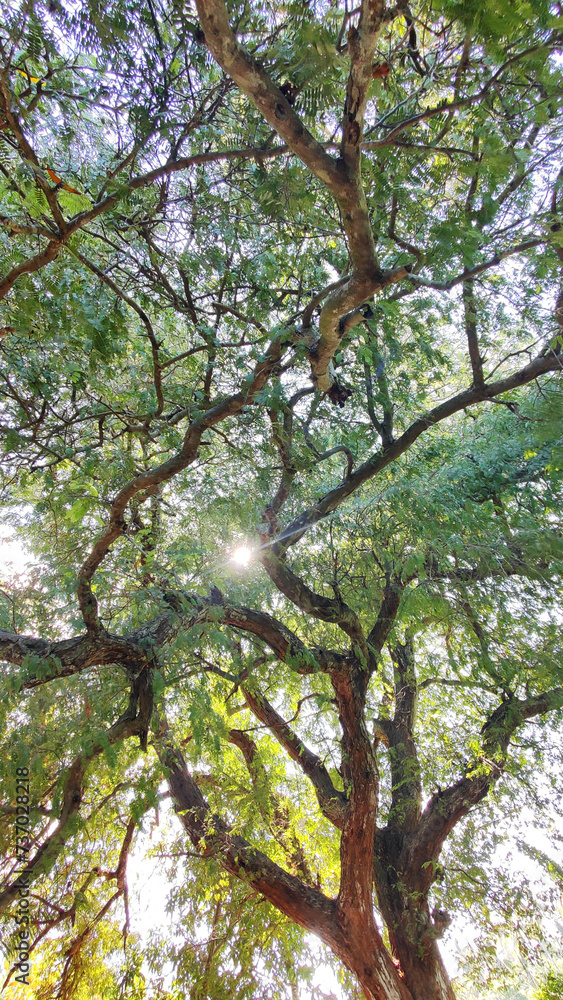 Fototapeta premium Lush green branches of the tree and tall Green Tree in Spring.