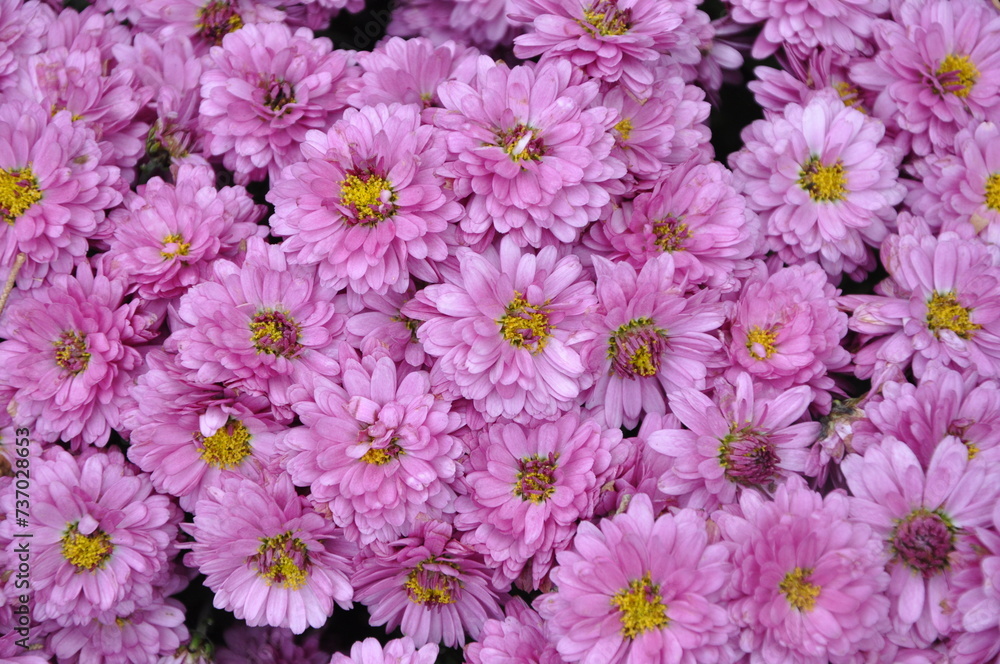 Obraz premium Pink small chrysanthemum bush. Autumn garden plants. Bright flowers background. Floral field.Floral background of vivid pink Chrysanthemum flowers blooming in the tropical garden. Floral pattern.