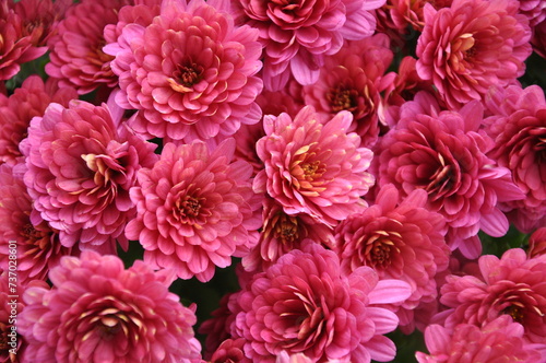 Pink small chrysanthemum bush. Autumn garden plants. Bright flowers background. Floral field.Floral background of vivid pink Chrysanthemum flowers blooming in the tropical garden. Floral pattern.