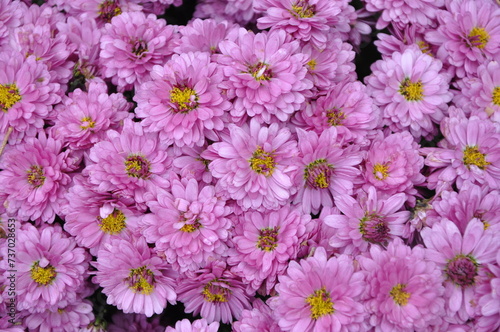 Pink small chrysanthemum bush. Autumn garden plants. Bright flowers background. Floral field.Floral background of vivid pink Chrysanthemum flowers blooming in the tropical garden. Floral pattern.