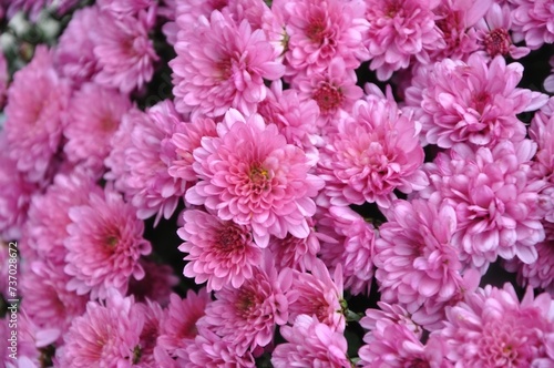 Pink small chrysanthemum bush. Autumn garden plants. Bright flowers background. Floral field.Floral background of vivid pink Chrysanthemum flowers blooming in the tropical garden