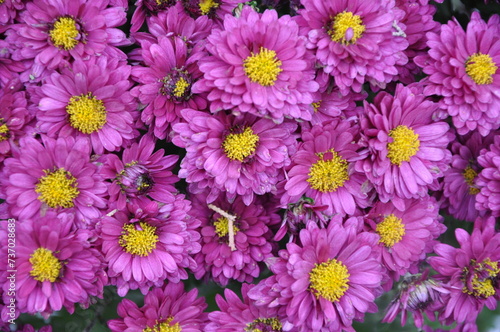 Pink small chrysanthemum bush. Autumn garden plants. Bright flowers background. Floral field.Floral background of vivid pink Chrysanthemum flowers blooming in the tropical garden. Floral pattern.