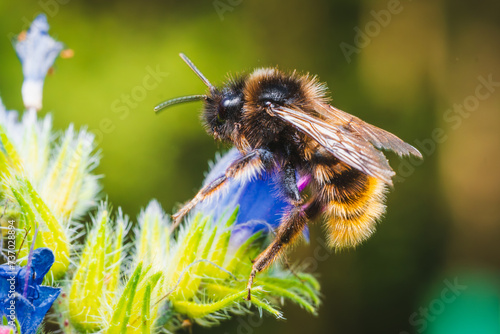 Bumblebee sitting on a flower and collecting pollen