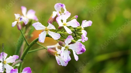 かわいい小さな花