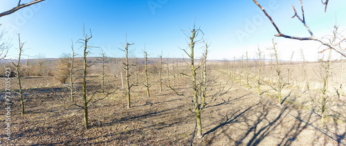 Pruned apple orchard in early spring photo