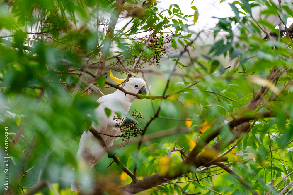 Obraz premium Cockatoo parrot sitting on a green tree branch in Australia. Big white and yellow cockatoo with nature green background