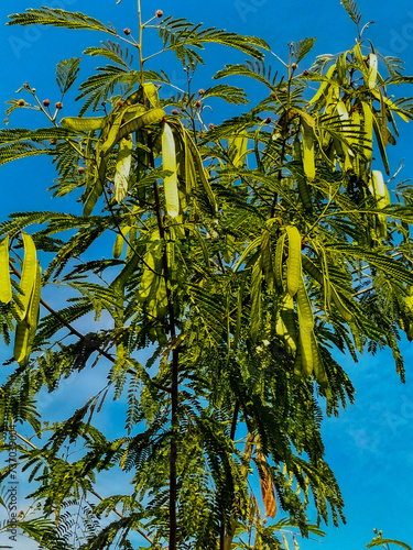 Close-up. Leucaena leucocephala, petai selong or petai cina is a kind of shrub from the Fabaceae tribe, which is often used in land greening or erosion prevention.
 photo