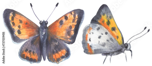 American copper butterfly. 
Watercolor hand drawing painted illustration.