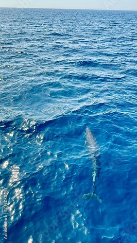 Free dolphin in a sea © Ligita