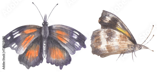 Tablou pe pânză American Snout Butterfly