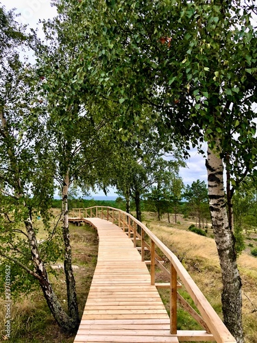 Wooden path in dunes surrounded by birchs in Lithuania © Ligita