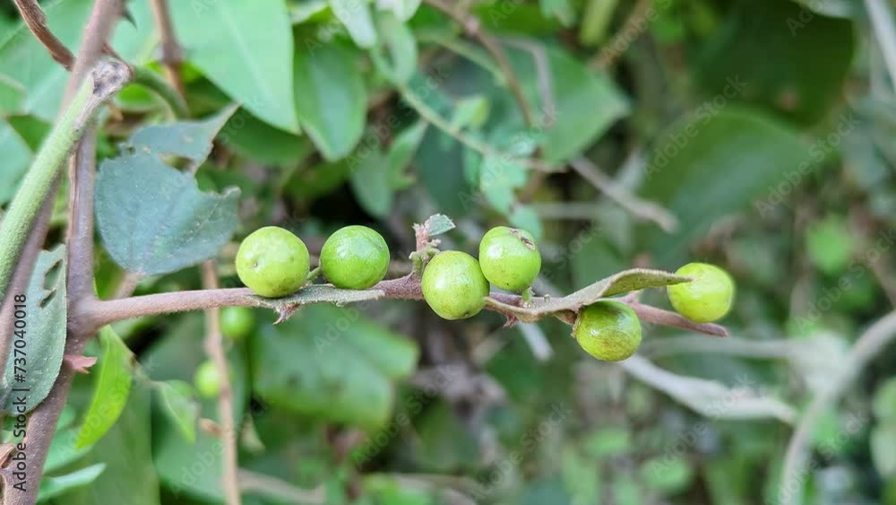 A view of unripe bunches of Indian Ziziphus mauritiana or ber fruits, jujubes, on the branch A view of unripe bunches of Indian Ziziphus mauritiana or ber fruits, jujubes, on the branch