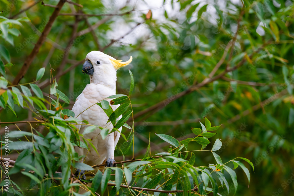 Obraz premium Cockatoo parrot sitting on a green tree branch in Australia. Big white and yellow cockatoo with nature green background