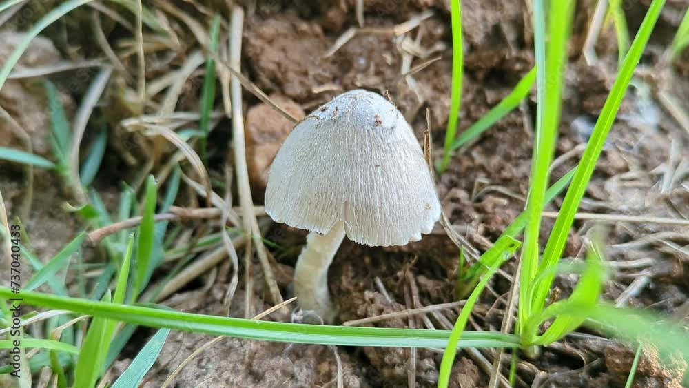 Closeup of tiny poisonous mushroom growing through the foliage.white mushroom in garden Closeup of tiny poisonous mushroom growing through the foliage.white mushroom in garden