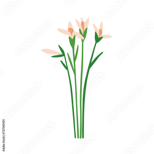 Spring flowers. Field floral plants. Natural summer wild blooms  stems  leaf. Delicate fragile gentle meadow flora. Charming wildflowers. Flat vector illustration isolated on white background