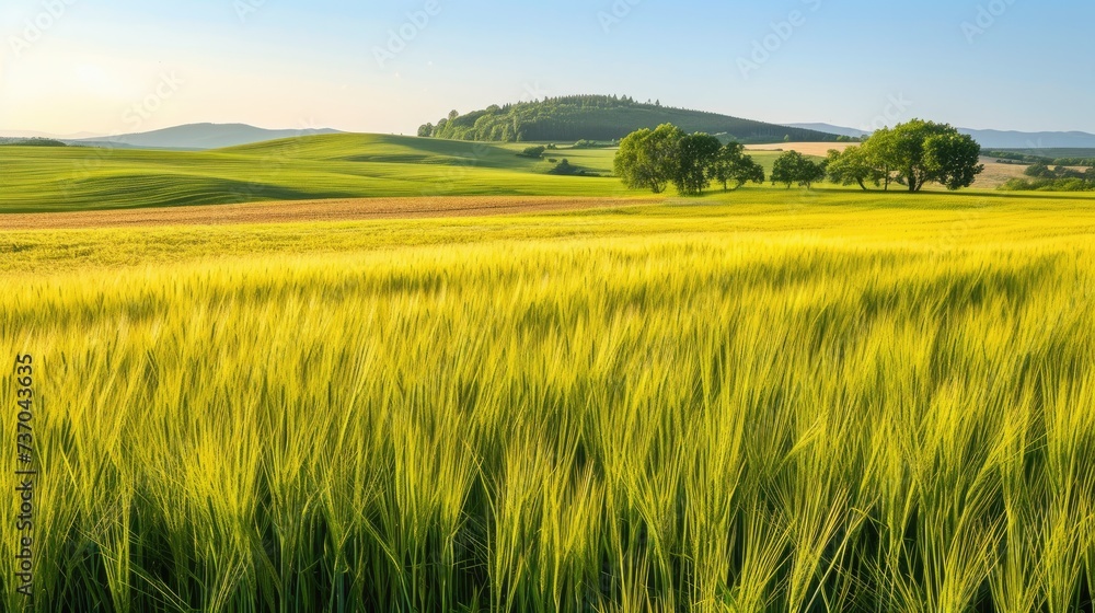 Wheat field in summer. Generative AI