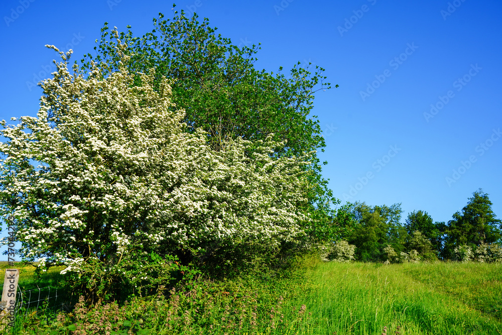 Fototapeta premium Hawthorn blossom flowering in the spring