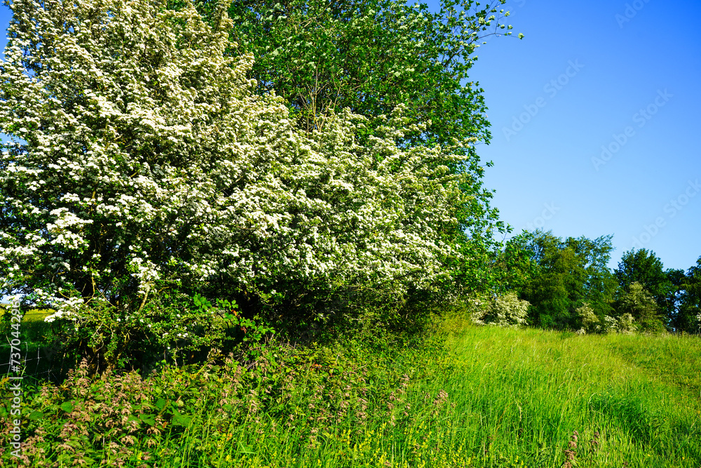 Fototapeta premium Hawthorn blossom flowering in the spring