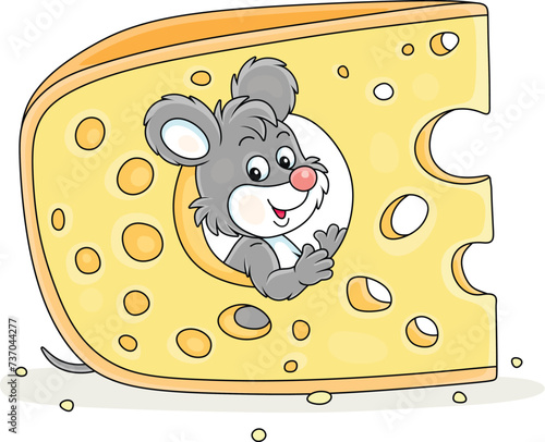 Funny grey little mouse looking out of a gnawed hole in a big piece of very tasty cheese in a pantry, vector cartoon illustration isolated on a white background
