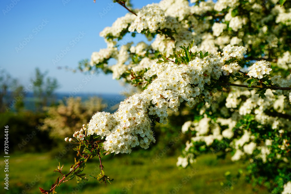 Hawthorn blossom flowering in the spring Hawthorn blossom flowering in the spring