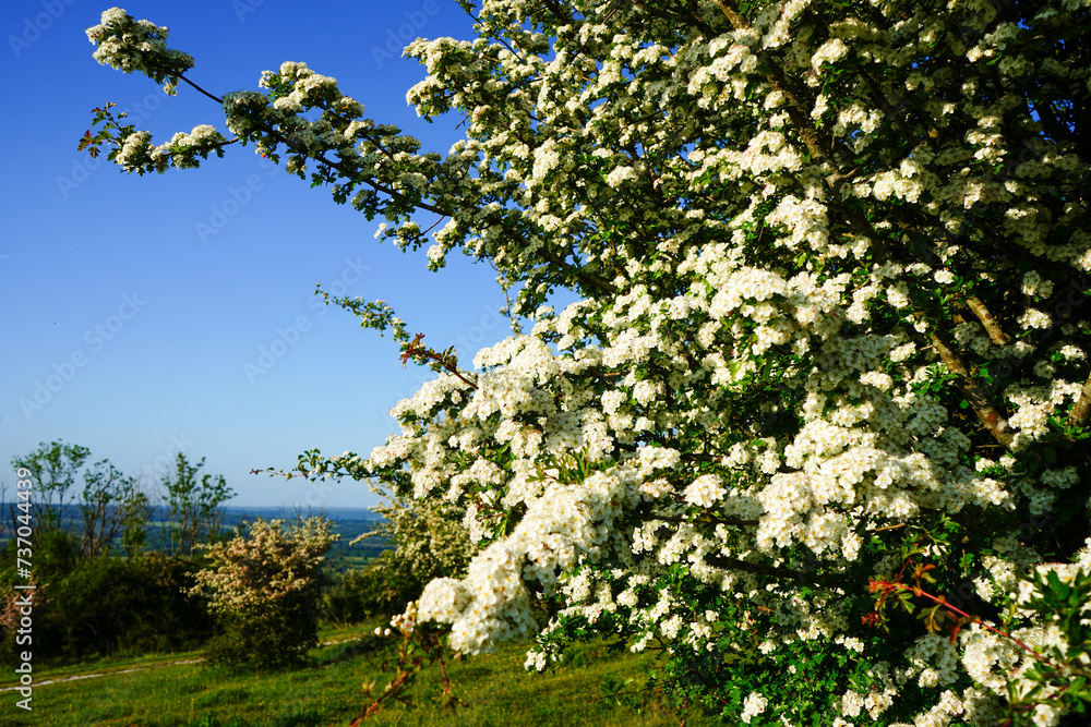 Hawthorn blossom flowering in the spring