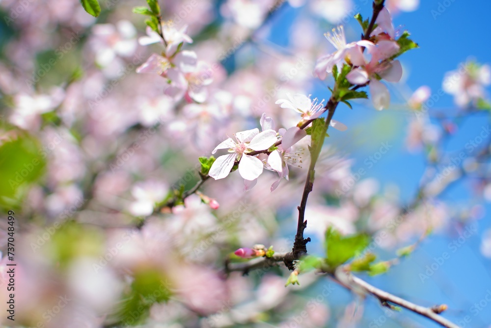 Light and spring blossoms on an cherry tree Light and spring blossoms on an cherry tree