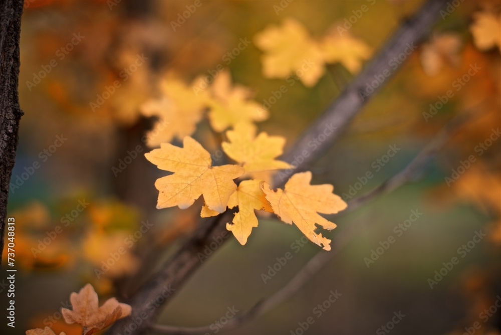 Autumn yellow maple leaves background with bokeh 