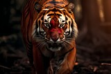 A magnificent Bengal tiger, its powerful presence emphasized against a deep red background.