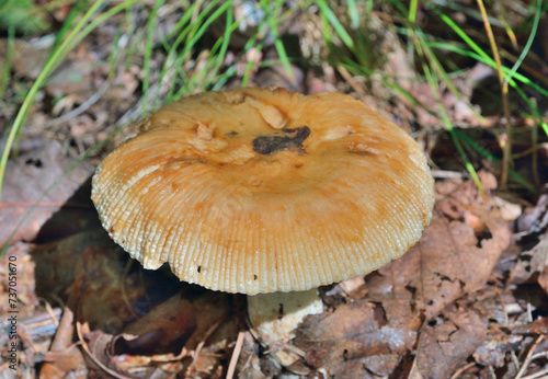 Edible mushroom (Russula foetens)