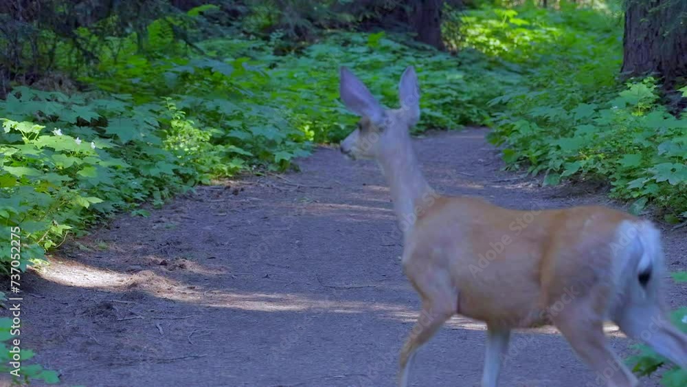 Establishing shot of wild deer in mountain park in slow motion at summer day in Vancouver, Canada, North America. Day time on September 2022. Still camera. ProRes 422 HQ. Establishing shot of wild deer in mountain park in slow motion at summer day in Vancouver, Canada, North America. Day time on September 2022. Still camera. ProRes 422 HQ.